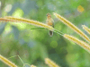 Variable Seedeater (Sporophila corvina)