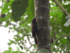 Northern Barred Woodcreeper (Dendrocolaptes sanctithomae)