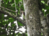 Olivaceous Woodcreeper (Sittasomus griseicapillus)