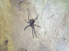 Spider (Araneae fam.)