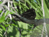 Lesser Nighthawk (Chordeiles acutipennis)
