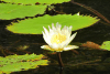 Dotleaf Water Lily (Nymphaea ampla)