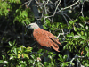 Belize Birds
