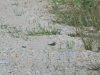 Spotted Sandpiper (Actitis macularius)
