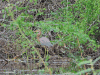 Tricolored Heron (Egretta tricolor)