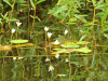 Water Snowflake (Nymphoides indica)