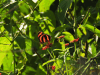 Banded Orange Heliconian (Dryadula phaetusa)