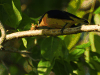 Yellow-throated Euphonia (Euphonia hirundinacea)