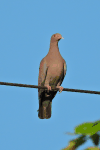 Red-billed Pigeon (Patagioenas flavirostris)