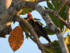Lineated Woodpecker (Dryocopus lineatus)