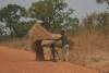 Collecting Millet Straw Used