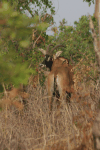 Western Roan Antelope (Hippotragus equinus koba)