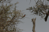 Northern Carmine Bee-eater (Merops nubicus)