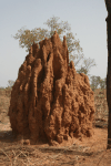 Termite Mound Mounds Often