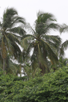 Coconut Palm (Cocos nucifera)
