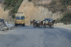 Lot Horses Bhutan