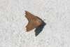 Moth (Drepanogynis sp.)