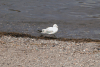 Andean Gull (Chroicocephalus serranus)