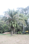 Palm Tree Chalalán Ecolodge