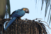 Birds in Bolivia