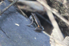Spot-legged Poison Frog (Ameerega picta)