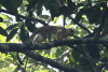 Black-capped Squirrel Monkey (Saimiri boliviensis)