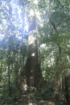 Ceiba (Ceiba sp.)