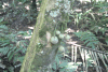Tree Fruits Growing Trunk