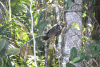 Hoatzin (Opisthocomus hoazin)