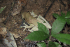 Manaus Slender-legged Tree Frog (Osteocephalus taurinus)
