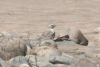 Sand-colored Nighthawk (Chordeiles rupestris)