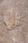 Footprint Theropod Bipedal Carnivore