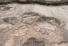 Footprint Sauropod Size Approximately