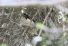 Plush-crested Jay (Cyanocorax chrysops)