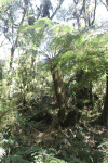 Tree Fern (Alsophila incana)