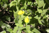 Slipper Flower (Calceolaria sp.)
