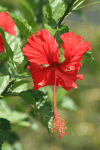 Hibiscus (Hibiscus sp.)