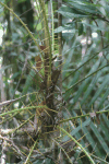 Close-up Rattan Plant Big