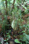 Giant Moss (Dawsonia longifolia)