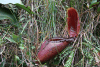 Large Pitcher Plant (Nepenthes rajah)