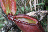 Large Pitcher Plant (Nepenthes rajah)