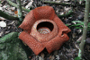 Rafflesia keithii (Rafflesia keithii)