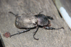 Moellenkampi Beetle (Chalcosoma moellenkampi)