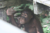 Baby Orangutan Our Raised