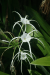 Beach Spider Lily (Hymenocallis littoralis)