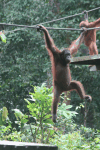 Northeast Bornean Orangutan (Pongo pygmaeus morio)