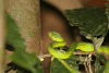 Bornean Keeled Green Pitviper (Tropidolaemus subannulatus)
