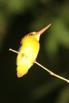 Rufous-backed Dwarf Kingfisher ssp. motleyi (Ceyx erithaca motleyi)