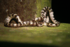 Malayan Bridal Snake (Lycodon subannulatus)