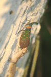 Lantern Bug (Pyrops sidereus)